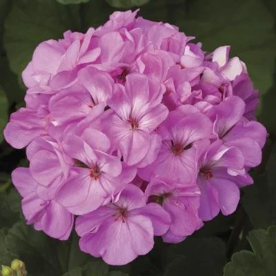 Geranium, Tango Lavender