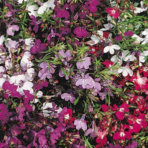 Lobelia, Regatta Mix