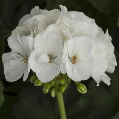 Geranium, Tango White