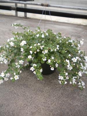 Bacopa, Scopia Gulliver White Imp
