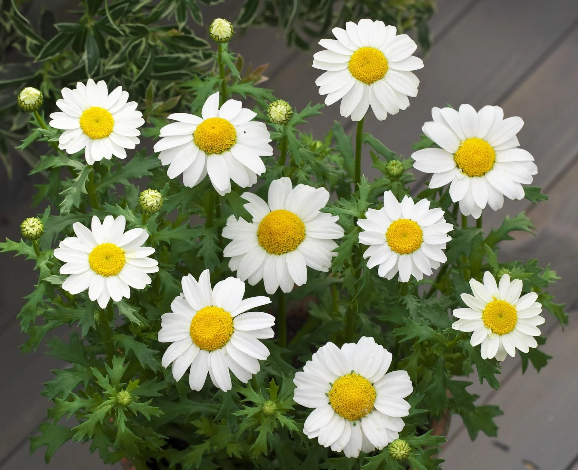 Chrysanthemum, Snowland