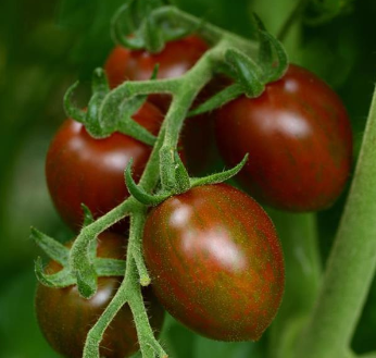 Tomato, Chocolate Sprinkles