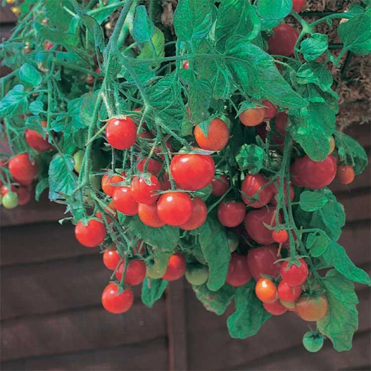Tomato, Tumbling Red (10" Hanging Basket)