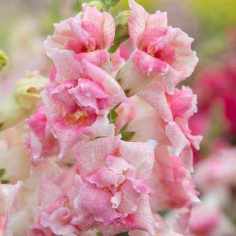 Snap, Sweet Duet Appleblossom