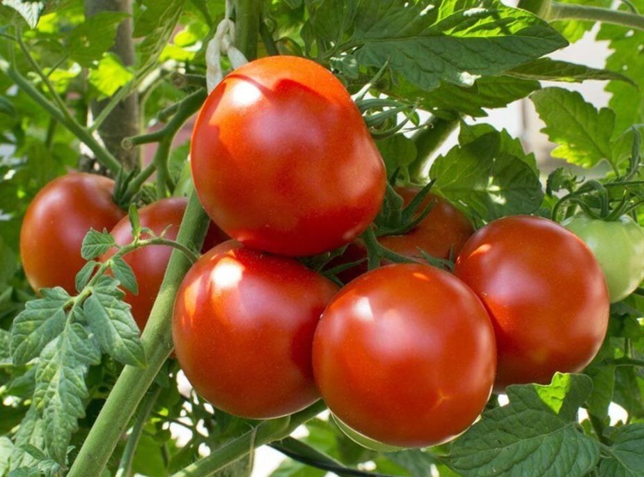 Tomato, Bush Champion
