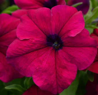 Petunia, Dreams Burgundy
