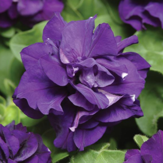 Petunia, Double Madness Blue