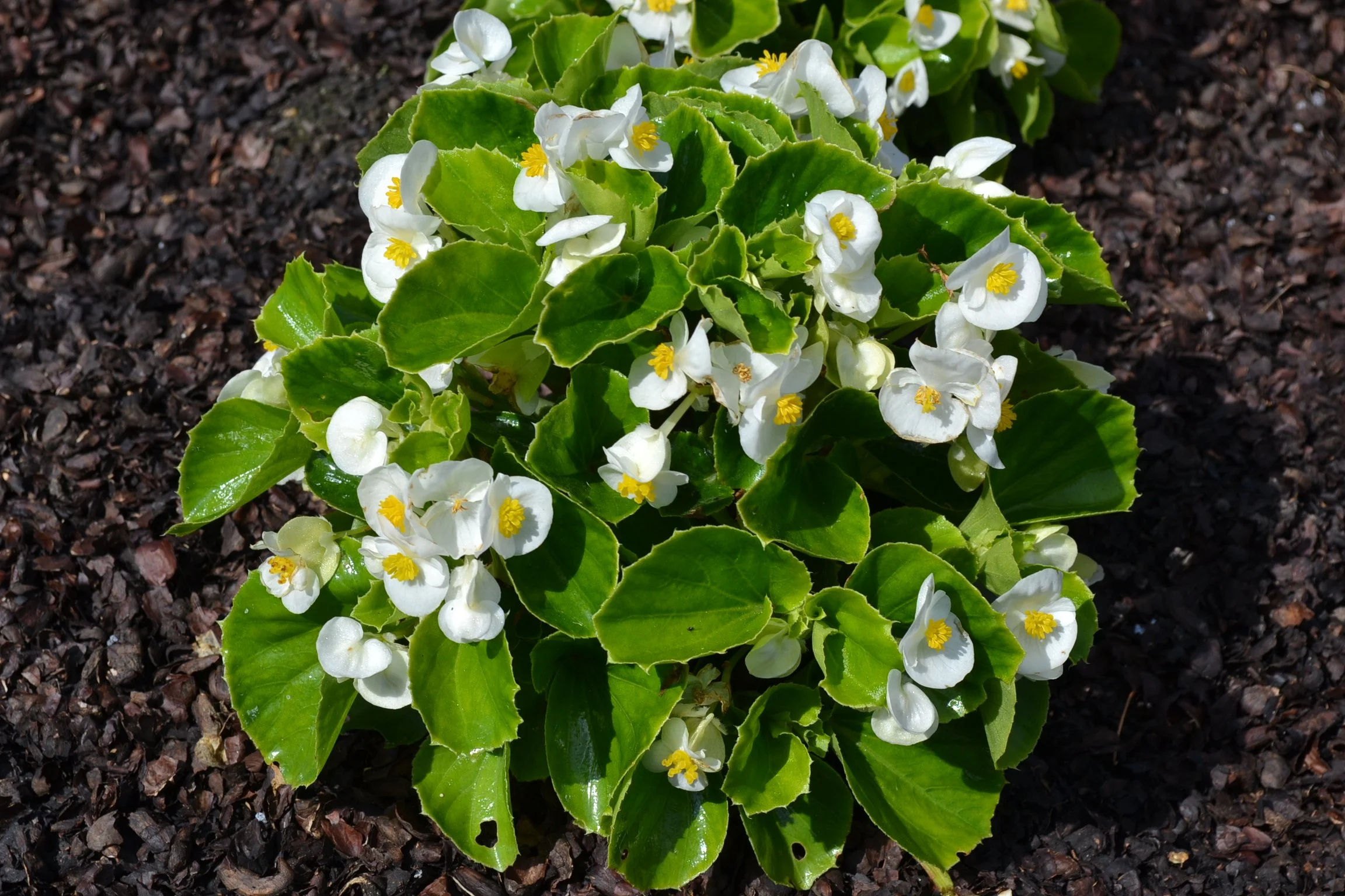 Begonia, Super Olympia White