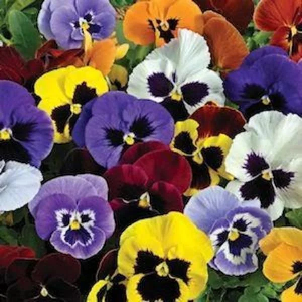 Pansy, Matrix Blotch Mix