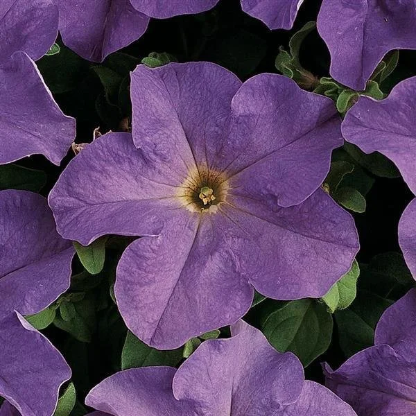 Petunia, Dreams Sky Blue