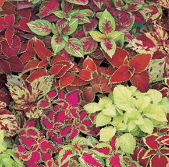 Coleus, Fairway Mix