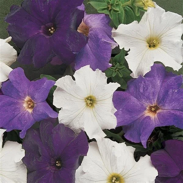 Petunia, Dreams Waterfall Mix