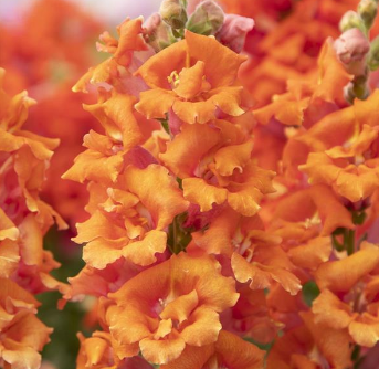 Snap, Sweet Duet Peach