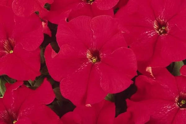 Petunia, Dreams Red