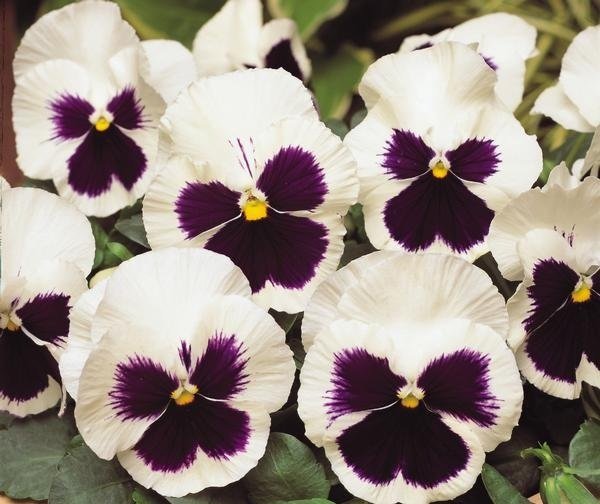 Pansy, Matrix White Blotch