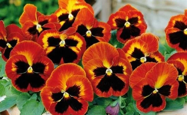 Pansy, Matrix Solar Flare