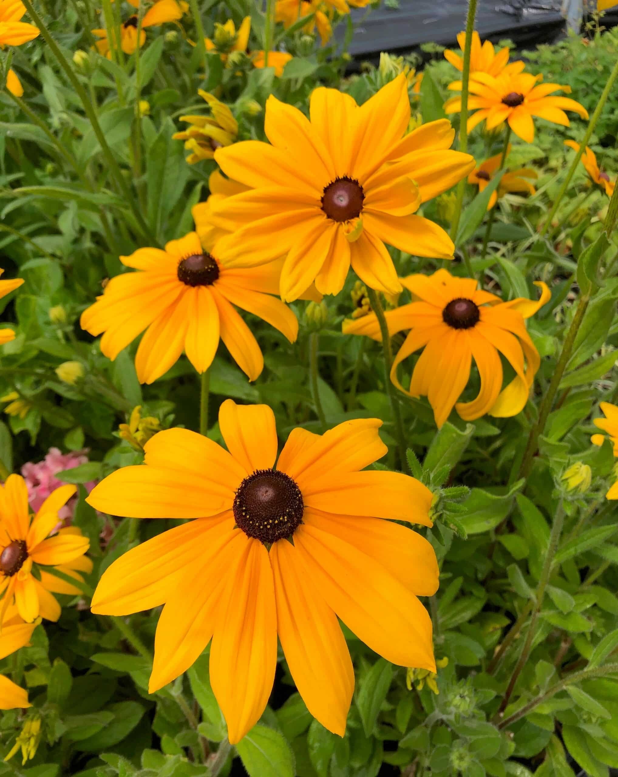 Rudbeckia, Indian Summer