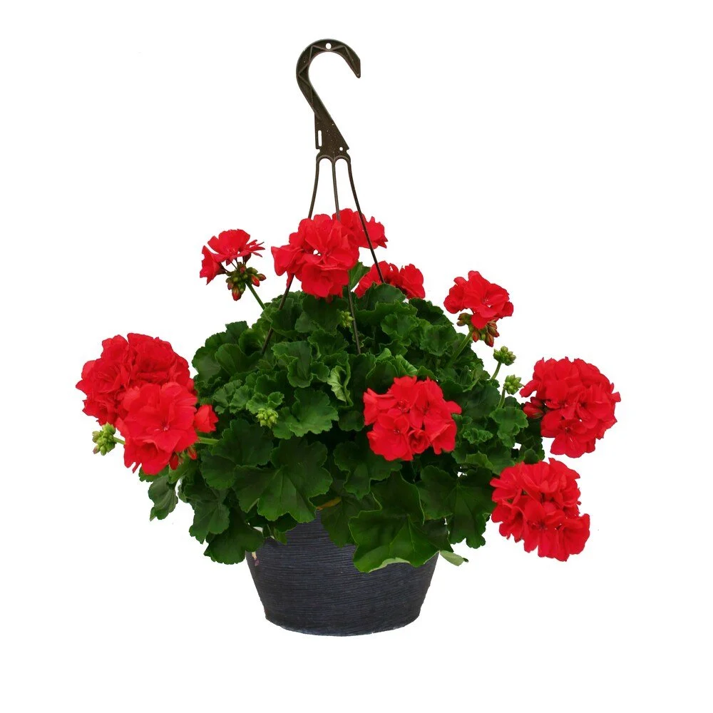 Interspecific Geranium, Assorted