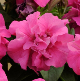 Petunia, Double Madness Rose