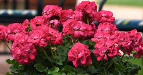 Geranium, Galaxy Watermelon