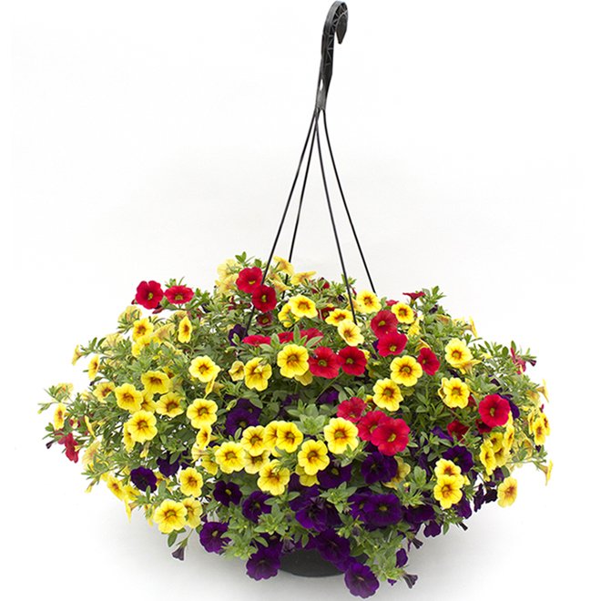 Calibrachoa, Assorted