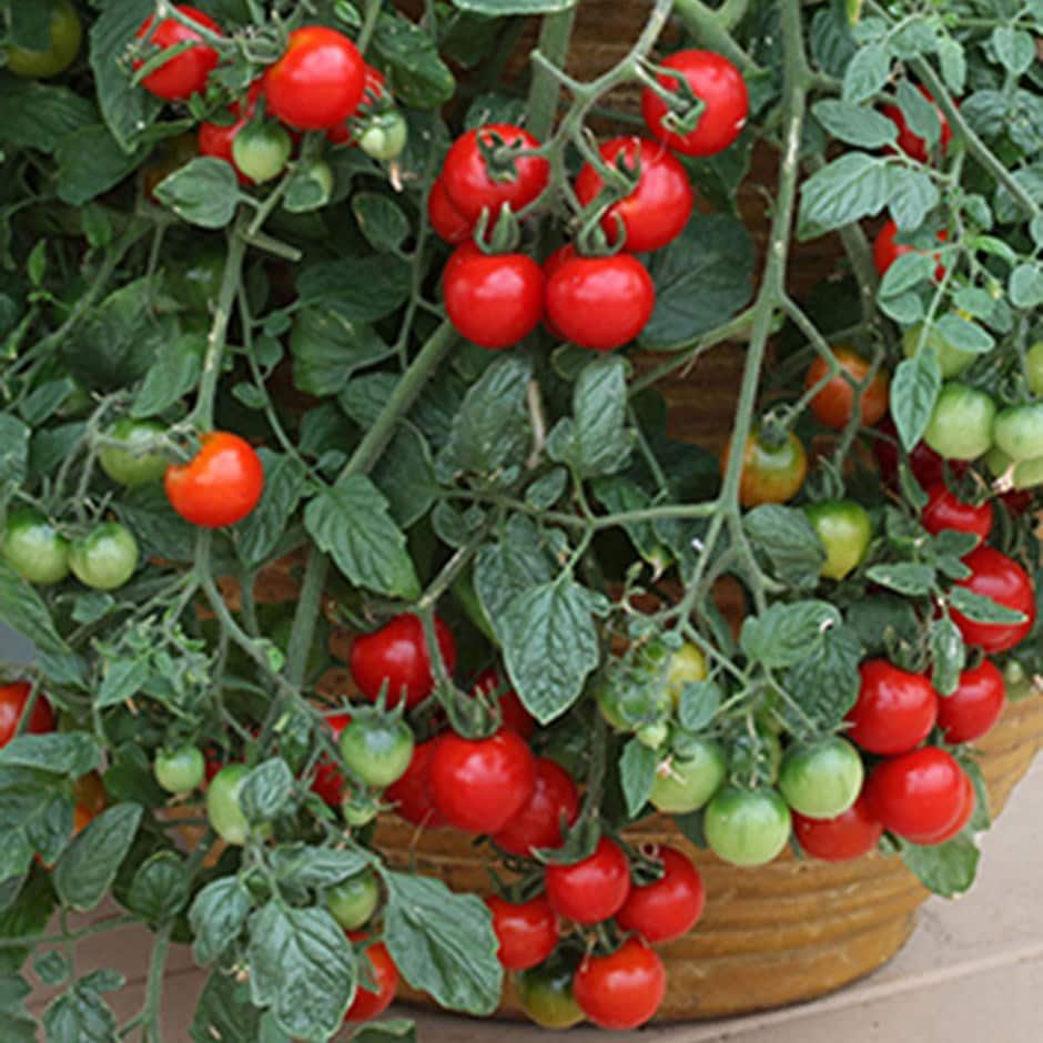 Tomato, Tumbling Yellow