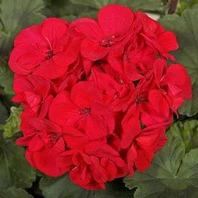 Geranium, Tango Deep Red