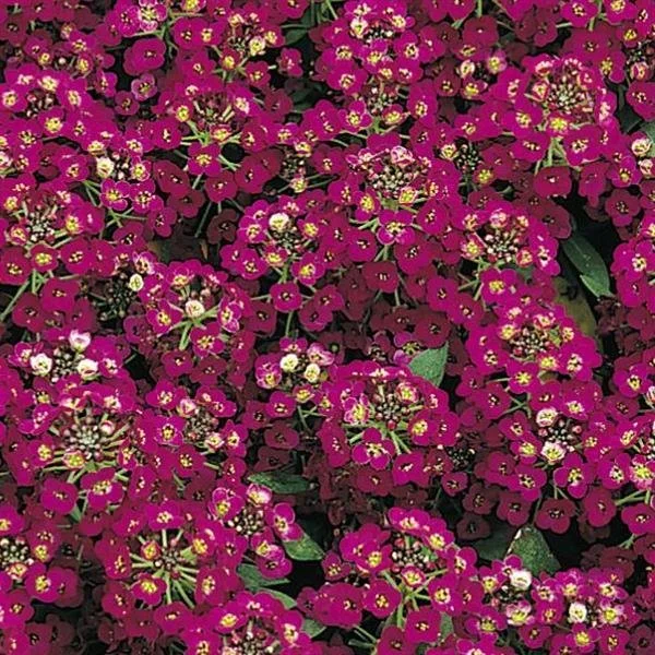 Alyssum, Easter Bonnet Deep Pink