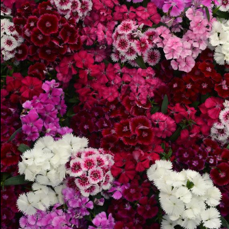 Dianthus, Floral Lace Mix
