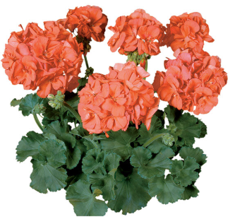 Geranium, Tango Orange