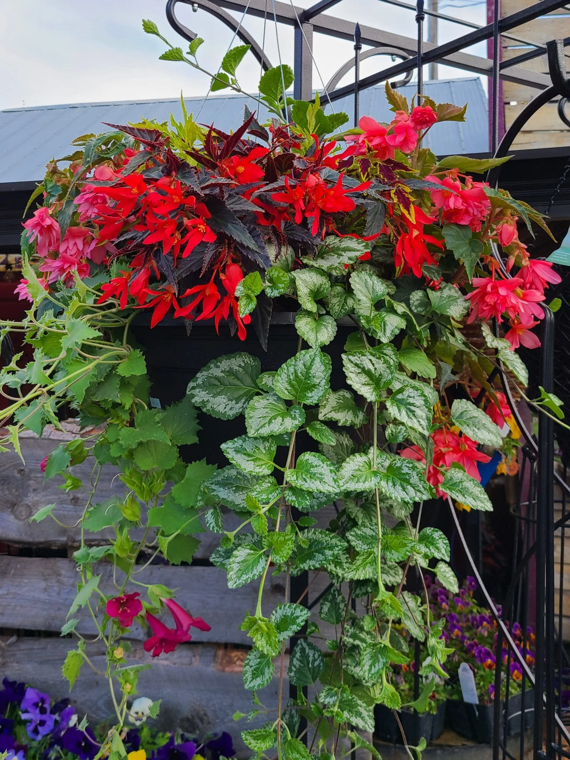 14" Hanging Basket Shade Mix