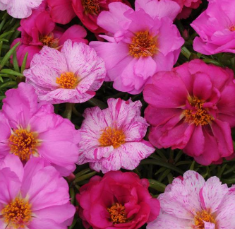 Portulaca, Happy Hour Pink Passion Mix