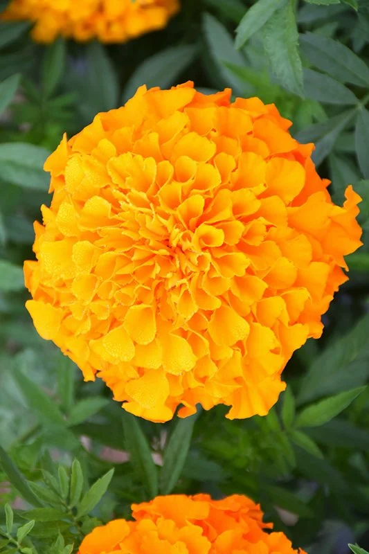 Marigold, Perfection Orange