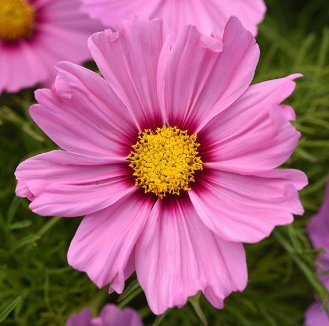 Cosmos, Sonata Pink Blush
