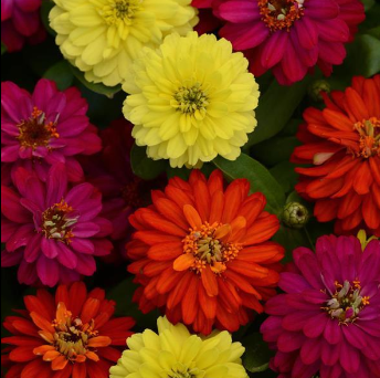 Zinnia, Zahara Double Brilliant Mix