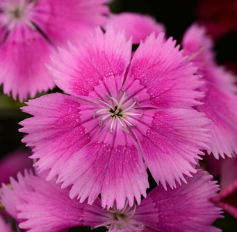 Dianthus, Floral Lace Lilac