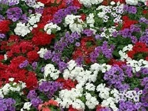 Phlox, 21St Century Mix