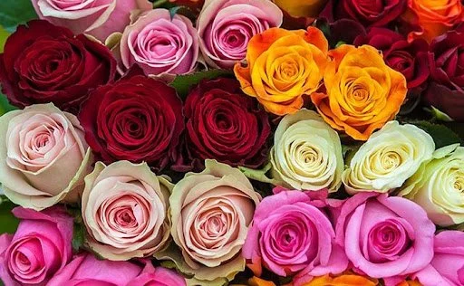 Roses, Mixed Varieties