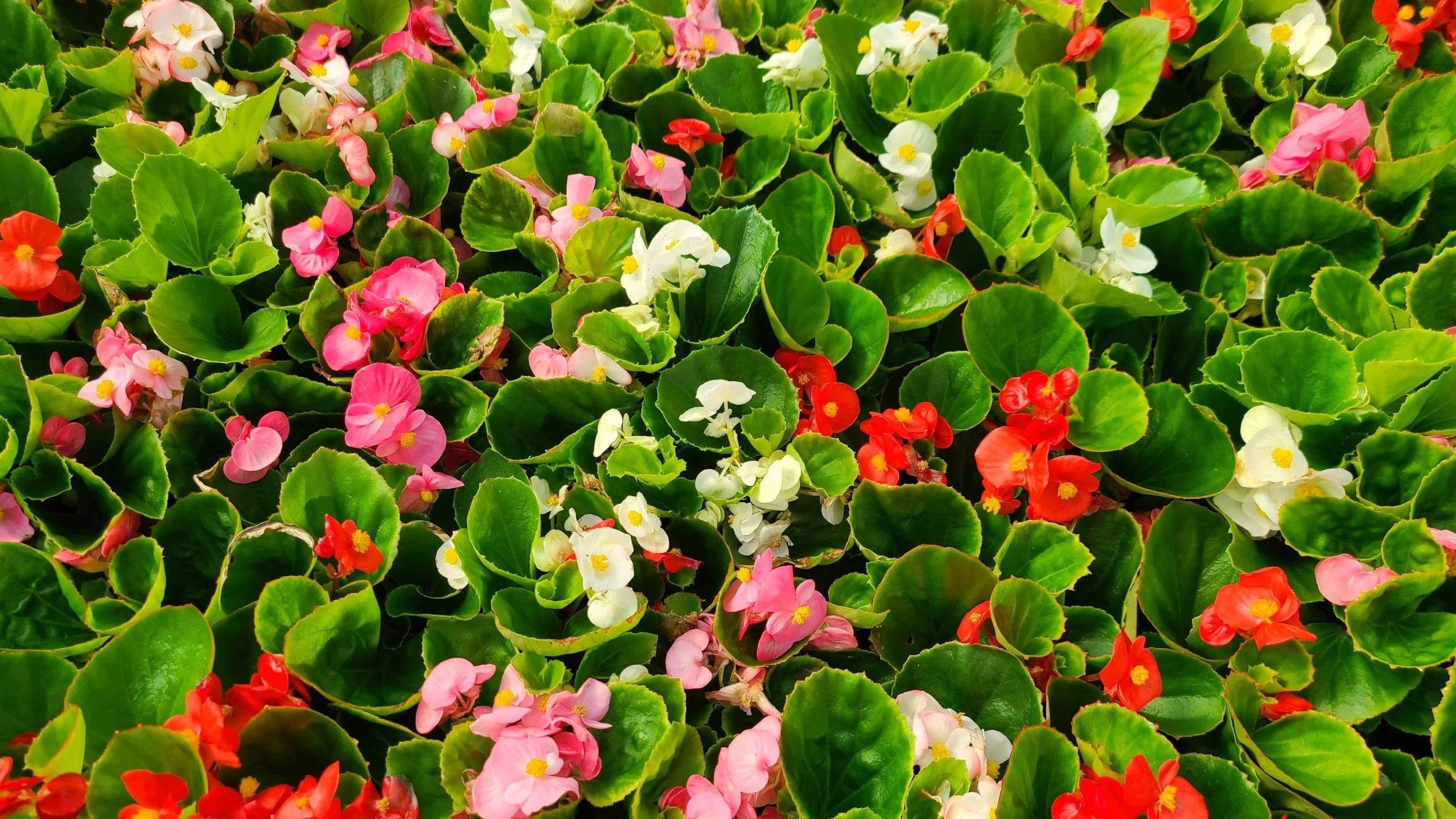 Begonia, Super Olympia Mix