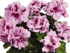 Martha Washington, Eleg Lt Lavender Splash