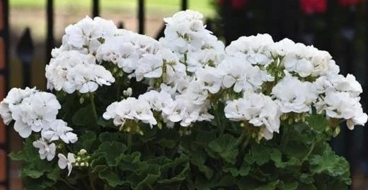 Martha Washington, Eleg Crystal Rose