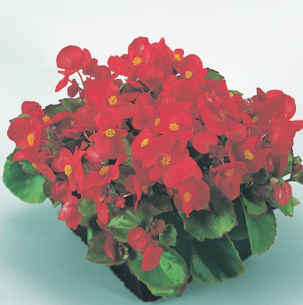 Begonia, Super Olympia Red