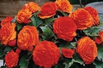 Begonia, Non Stop Orange