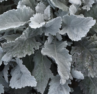 Dusty Miller, New Look