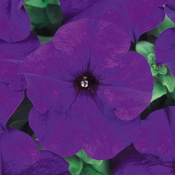 Petunia, Dreams Midnight
