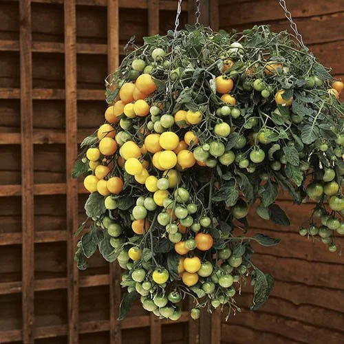Tomato, Tumbling Yellow (10" Hanging Basket)