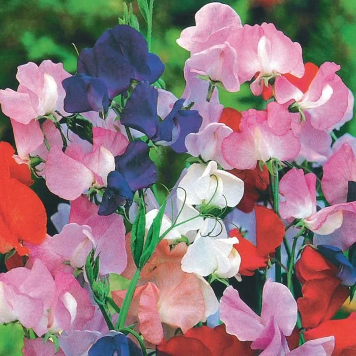 Sweet Peas, Royal Family Mix