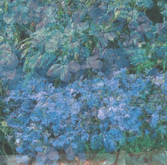 Lobelia, Riviera Sky Blue