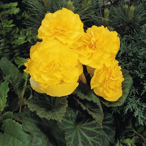 Begonia, Non Stop Yellow