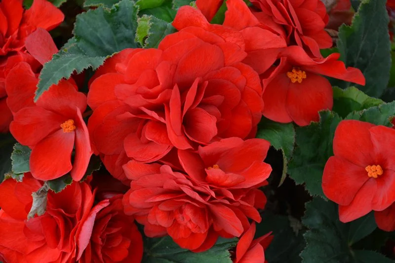 Begonia, Non Stop Red